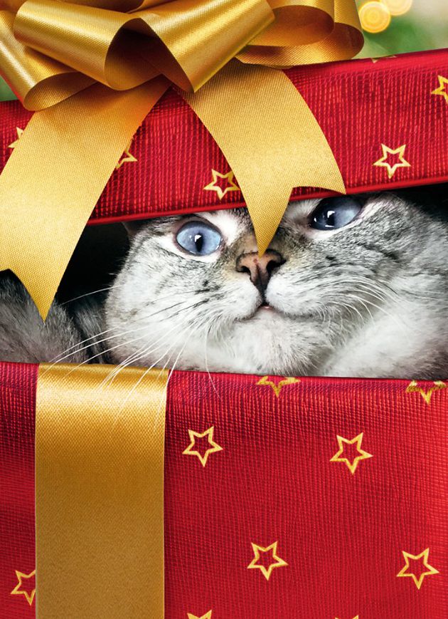 Cat in Present Christmas Greeting Card