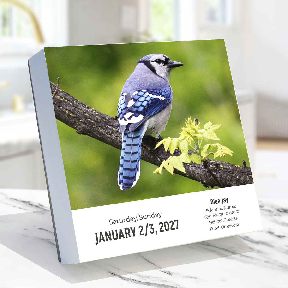 2027 Birds: Backyard & Beyond Daily Desktop Calendar