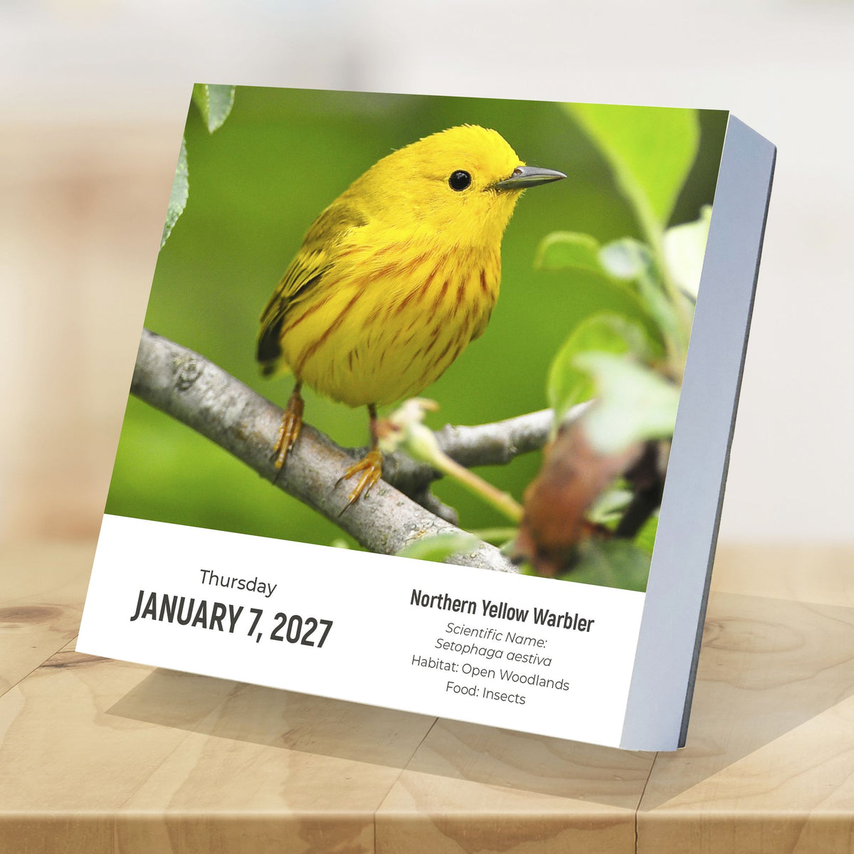 2027 Birds: Backyard & Beyond Daily Desktop Calendar