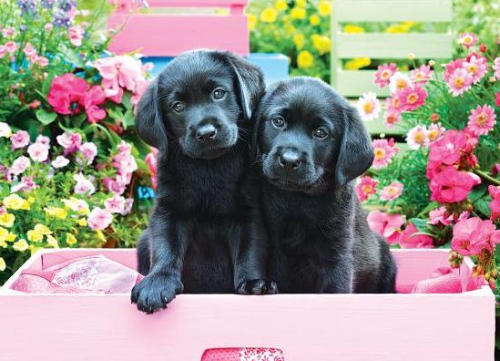 Black Labs in Pink Box