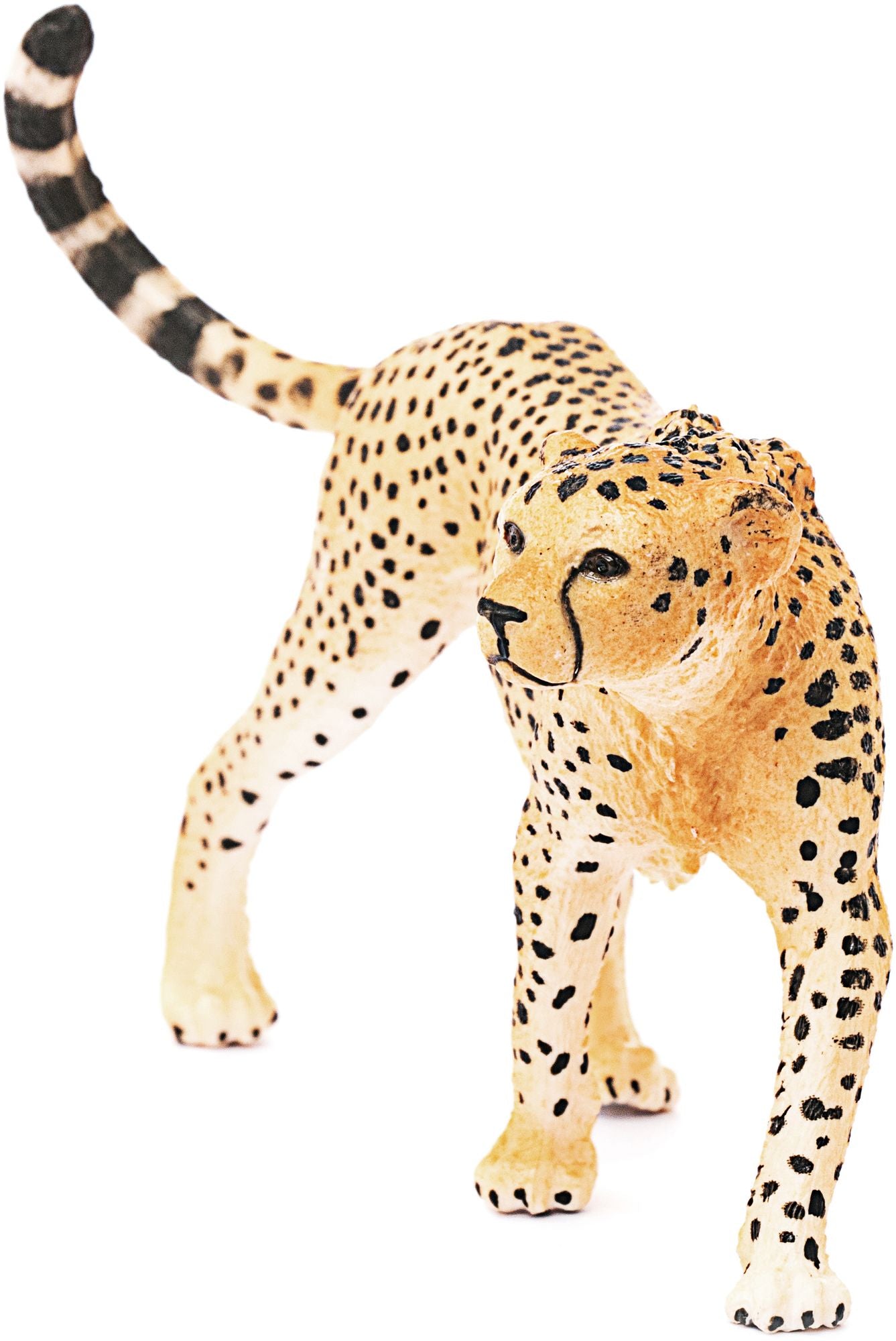 Cheetah Female