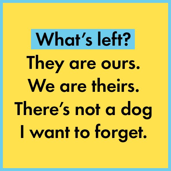 Three Wild Dogs (and the truth): A Memoir