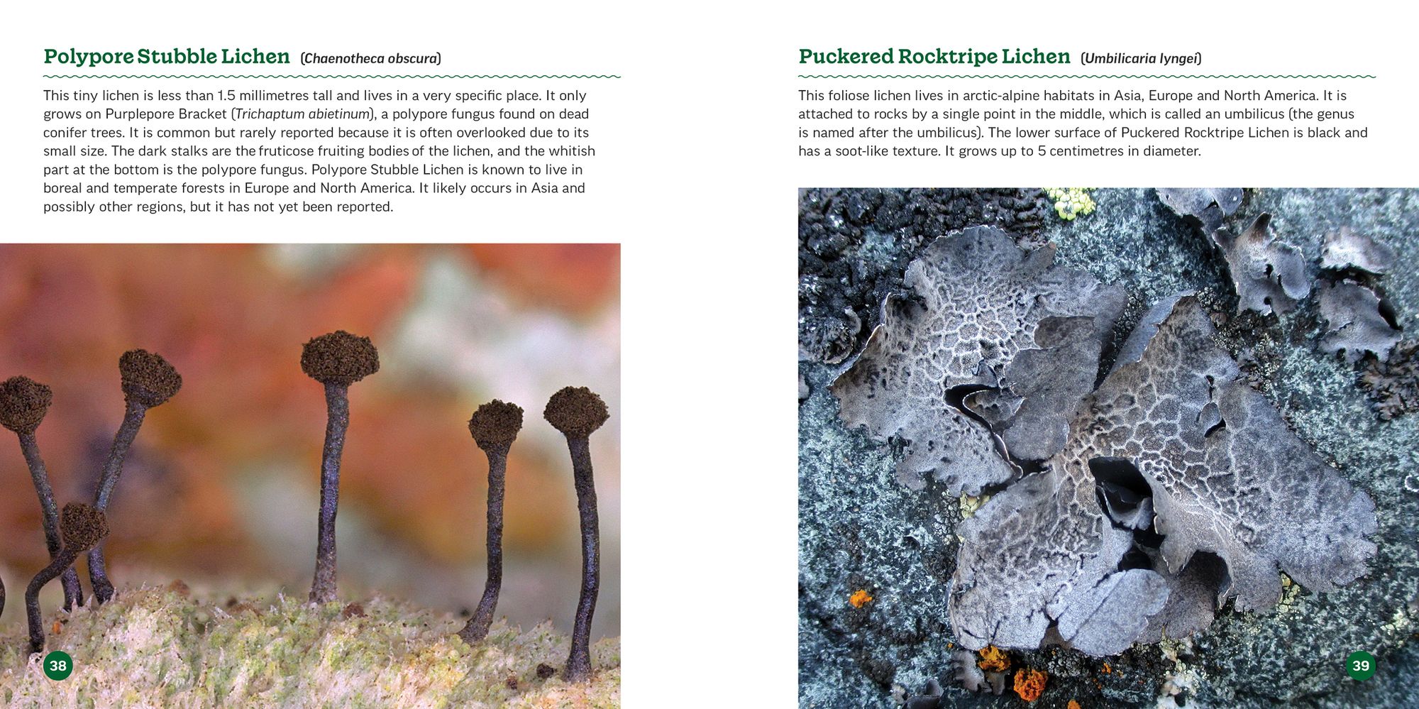 The Secret World of Lichens: A Young Naturalist's Guide