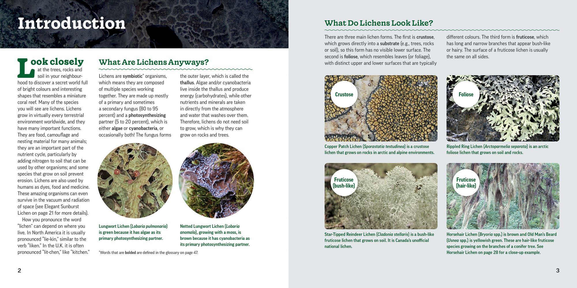 The Secret World of Lichens: A Young Naturalist's Guide