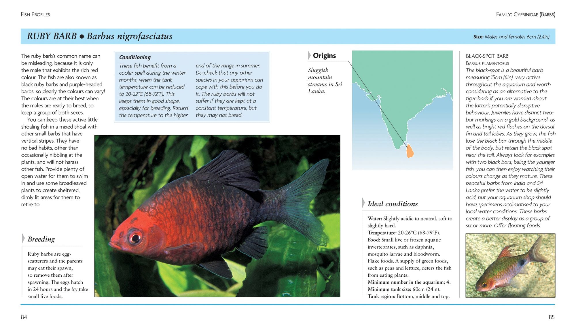 Mini Encyclopedia The Tropical Aquarium: Comprehensive Coverage, from Setting Up an Aquarium to Choosing the Best Fishes