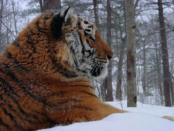 The Tiger: A True Story of Vengeance and Survival