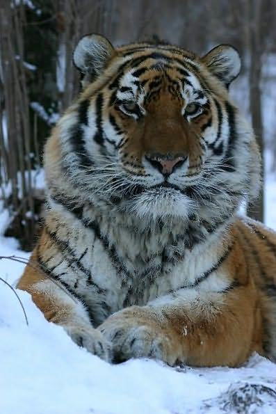 The Tiger: A True Story of Vengeance and Survival