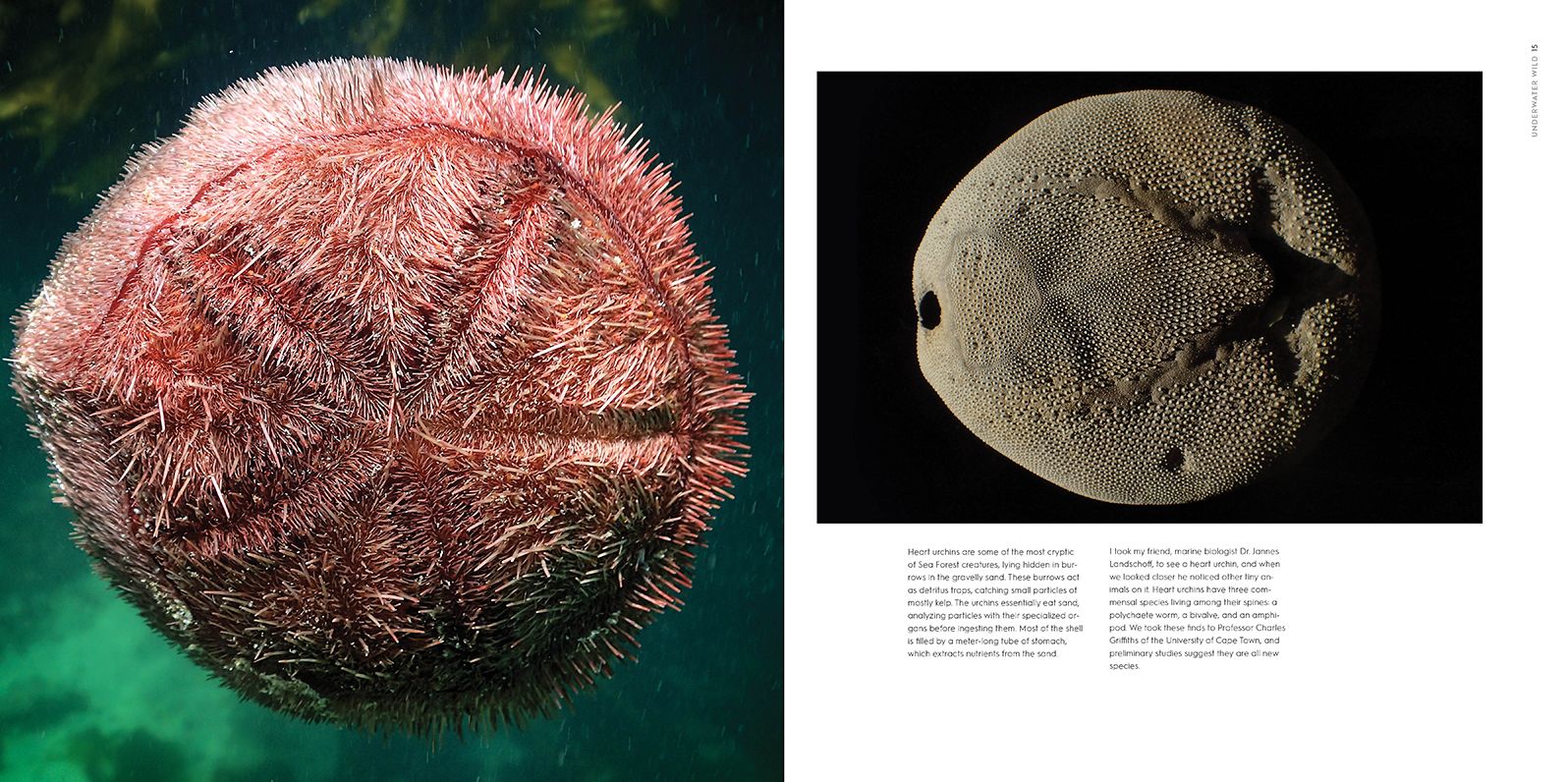 Underwater Wild: My Octopus Teacher's Extraordinary World