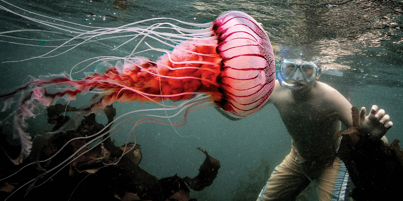 Underwater Wild: My Octopus Teacher's Extraordinary World