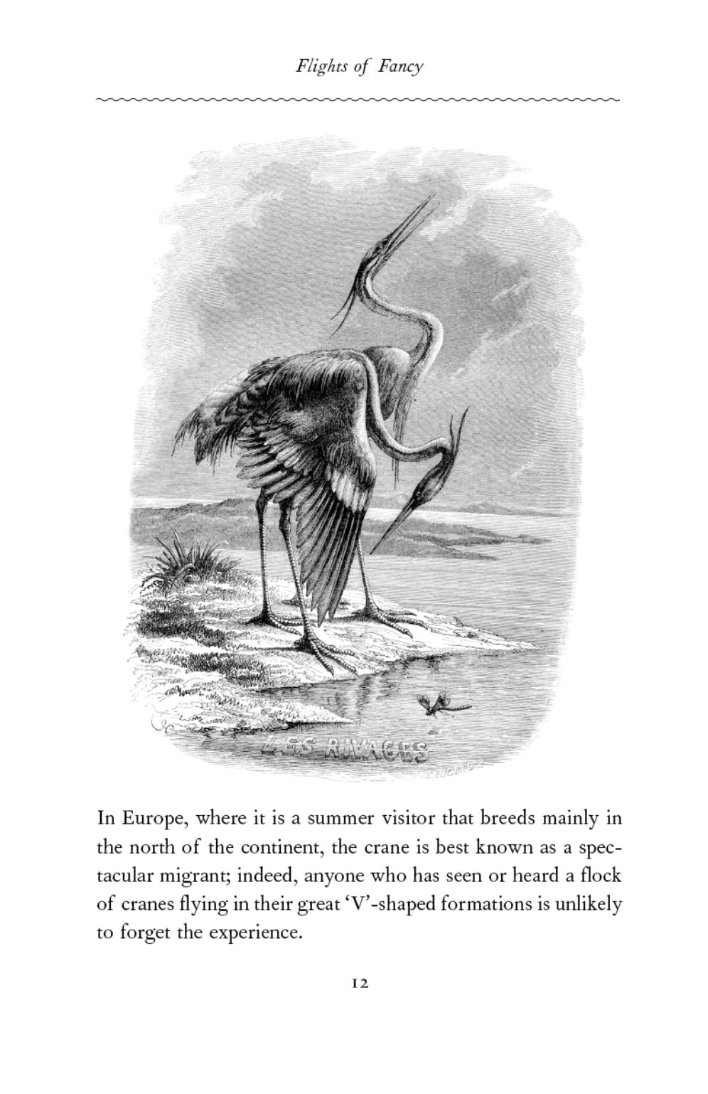Flights of Fancy: Birds in Myth, Legend, and Superstition
