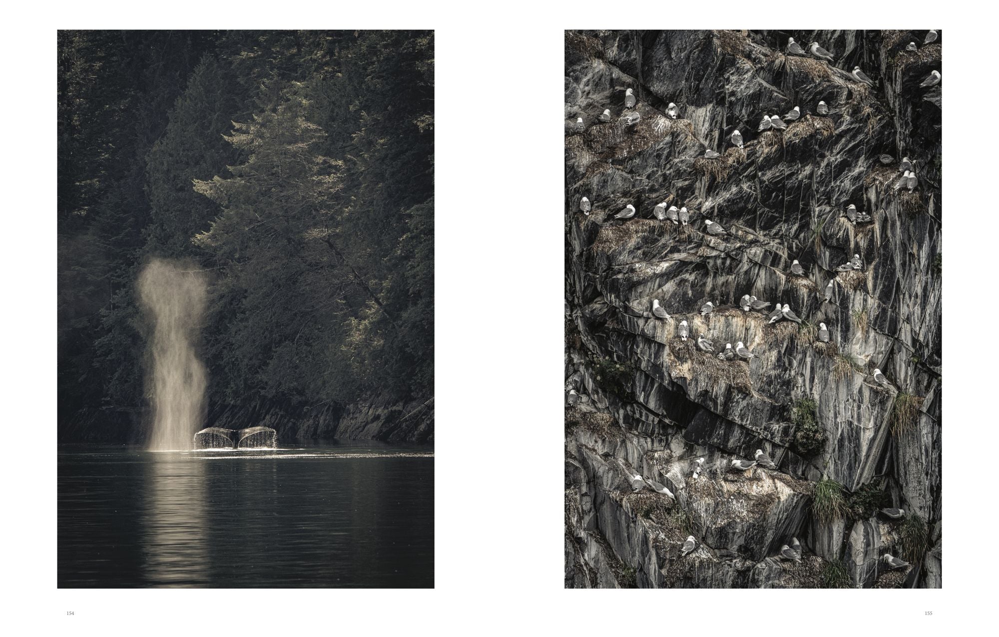 Wild Ocean: A Journey to the Earth's Last Wild Coasts
