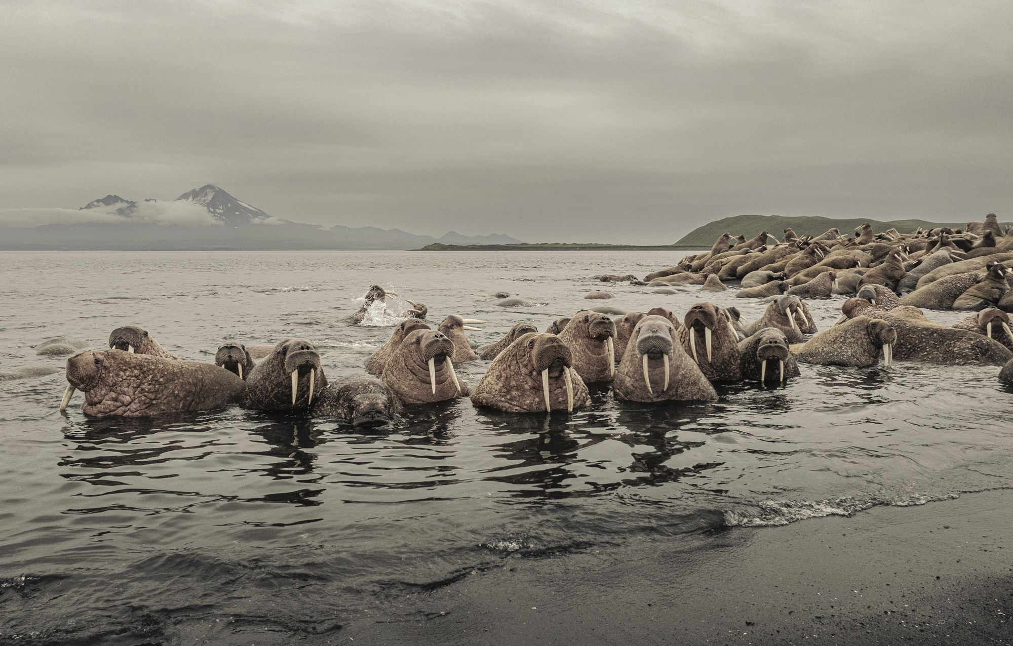 Wild Ocean: A Journey to the Earth's Last Wild Coasts