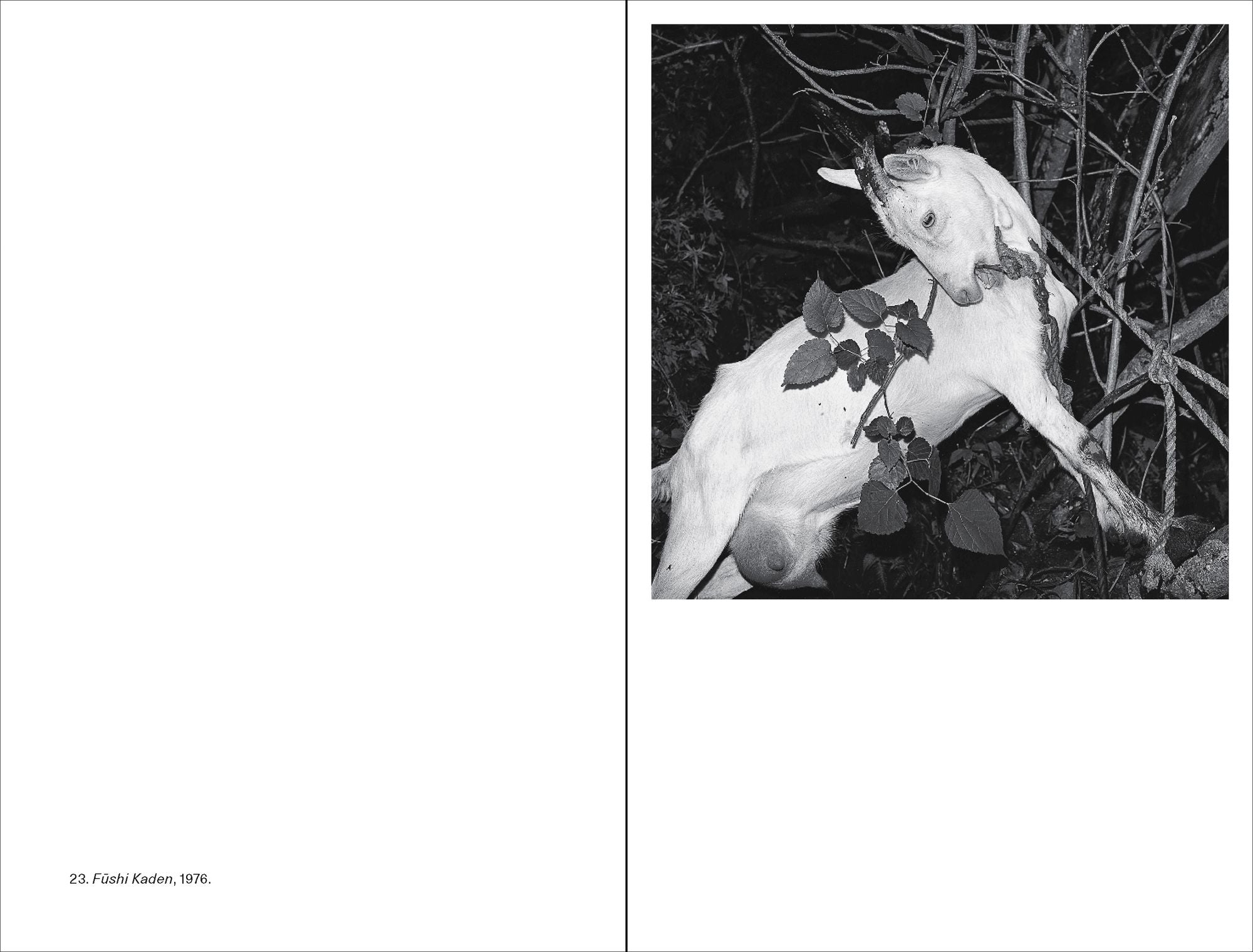 Issei Suda (Photofile)