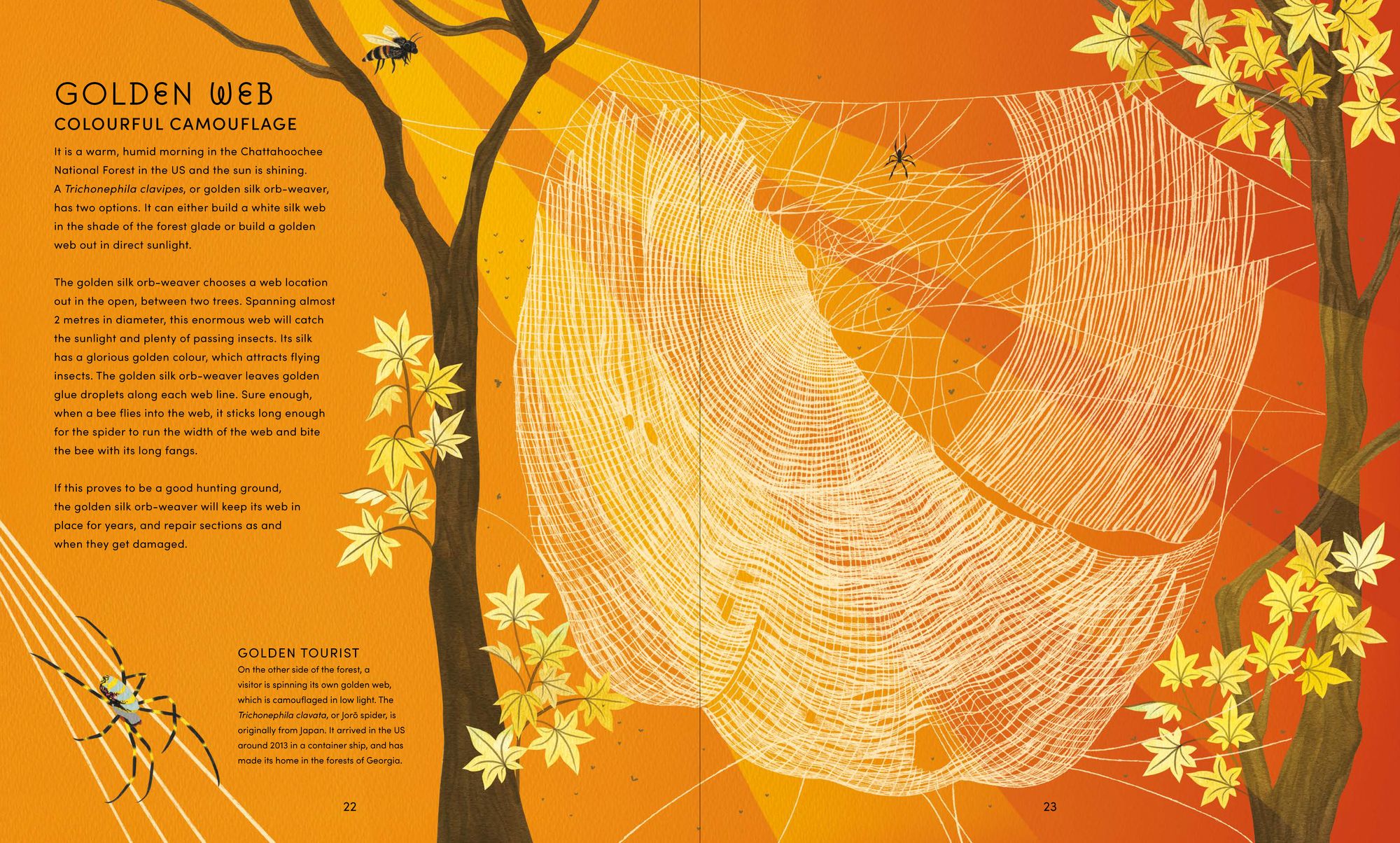 The Secret World of Spiderwebs