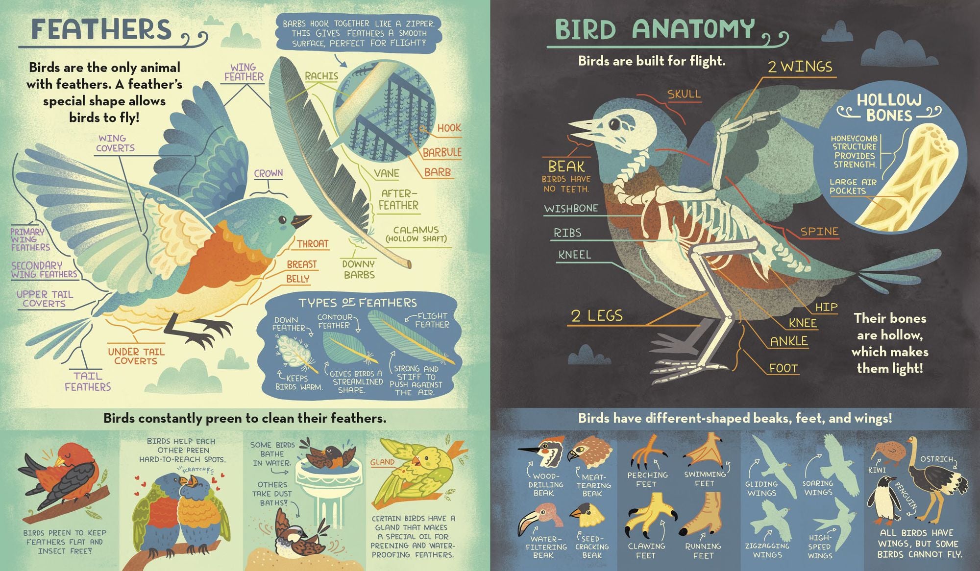 What's Inside A Bird's Nest?: And Other Questions About Nature & Life Cycles