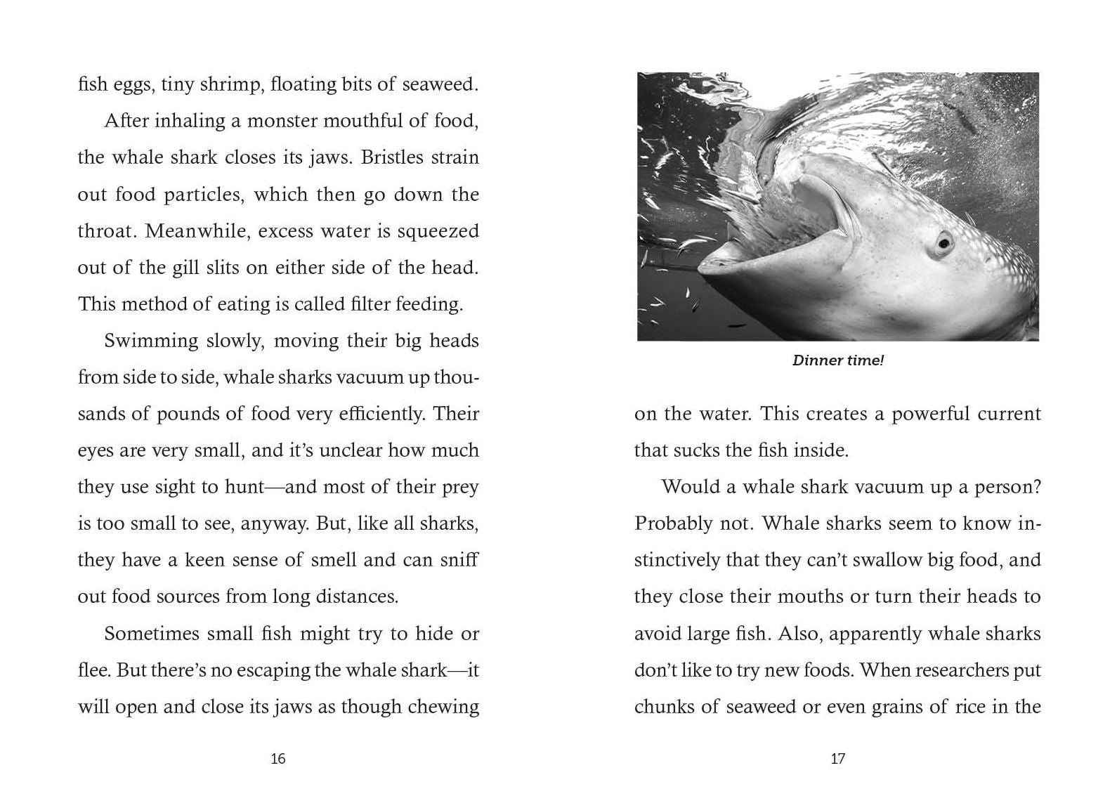 Save the...Whale Sharks