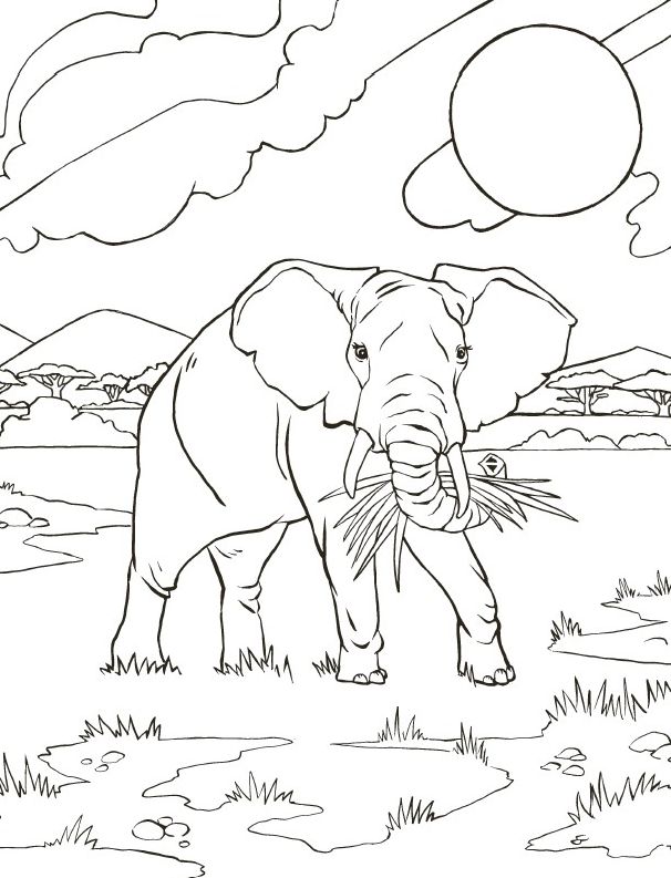 Wild Animal Book for Kids: Coloring Fun and Awesome Facts