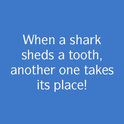 The Secret History of Sharks: The Rise of the Ocean's Most Fearsome Predators