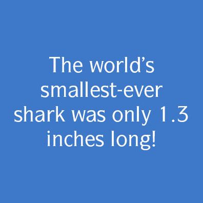 The Secret History of Sharks: The Rise of the Ocean's Most Fearsome Predators