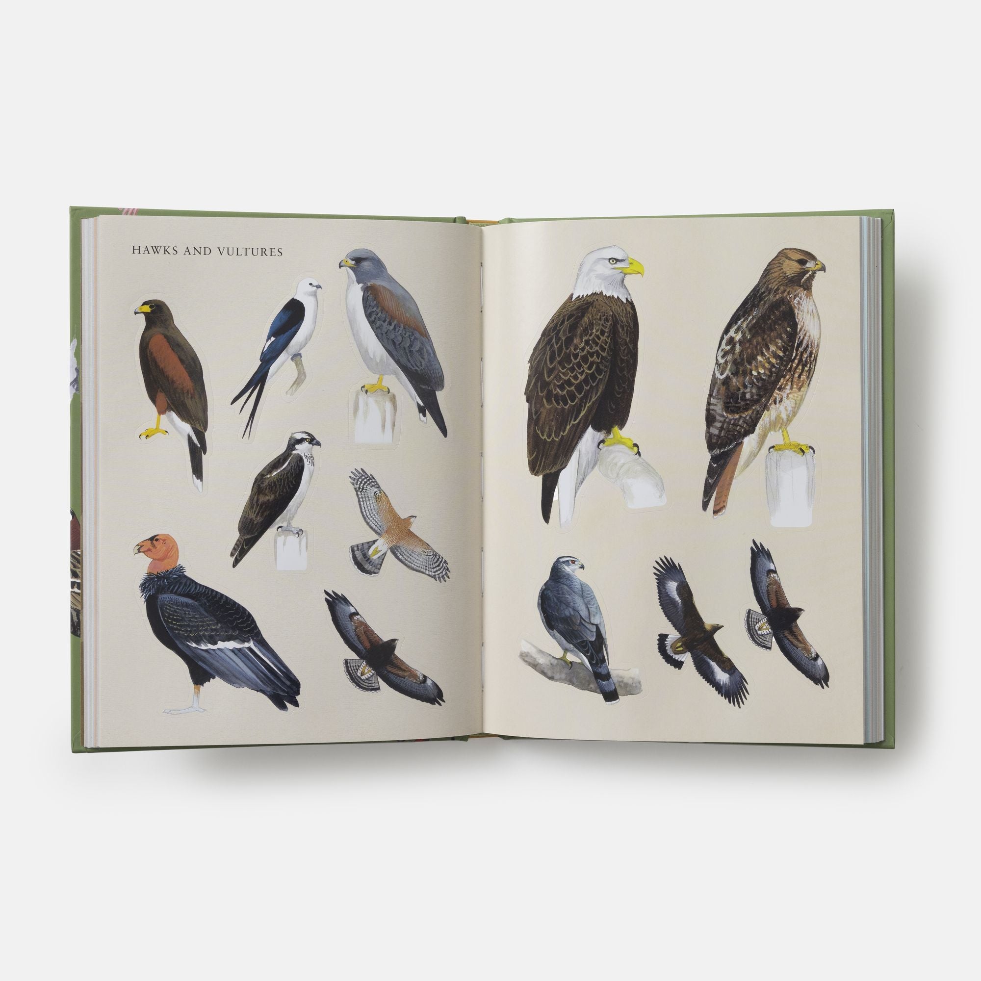 Sibley Birding Sticker Book: With More Than 300 Stickers: Stickers for Journals, Water Bottles, Laptops, Planners, and More