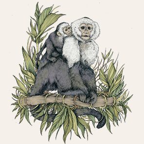 The Everyday Naturalist: How to Identify Animals, Plants, and Fungi Wherever You Go