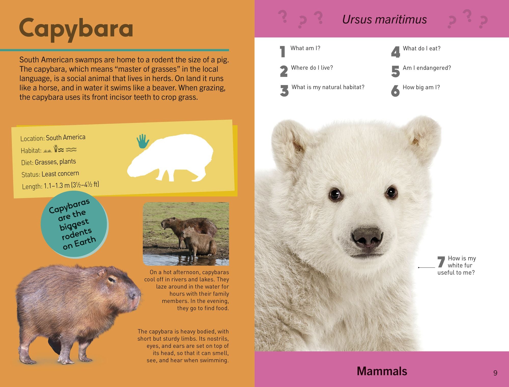 Quiz Yourself Clever! Animals of the World