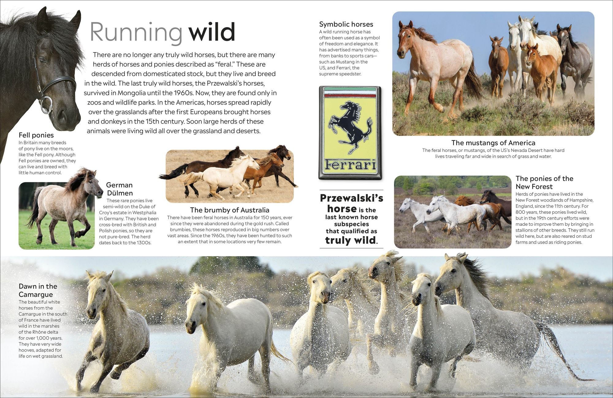 Eyewitness Horse