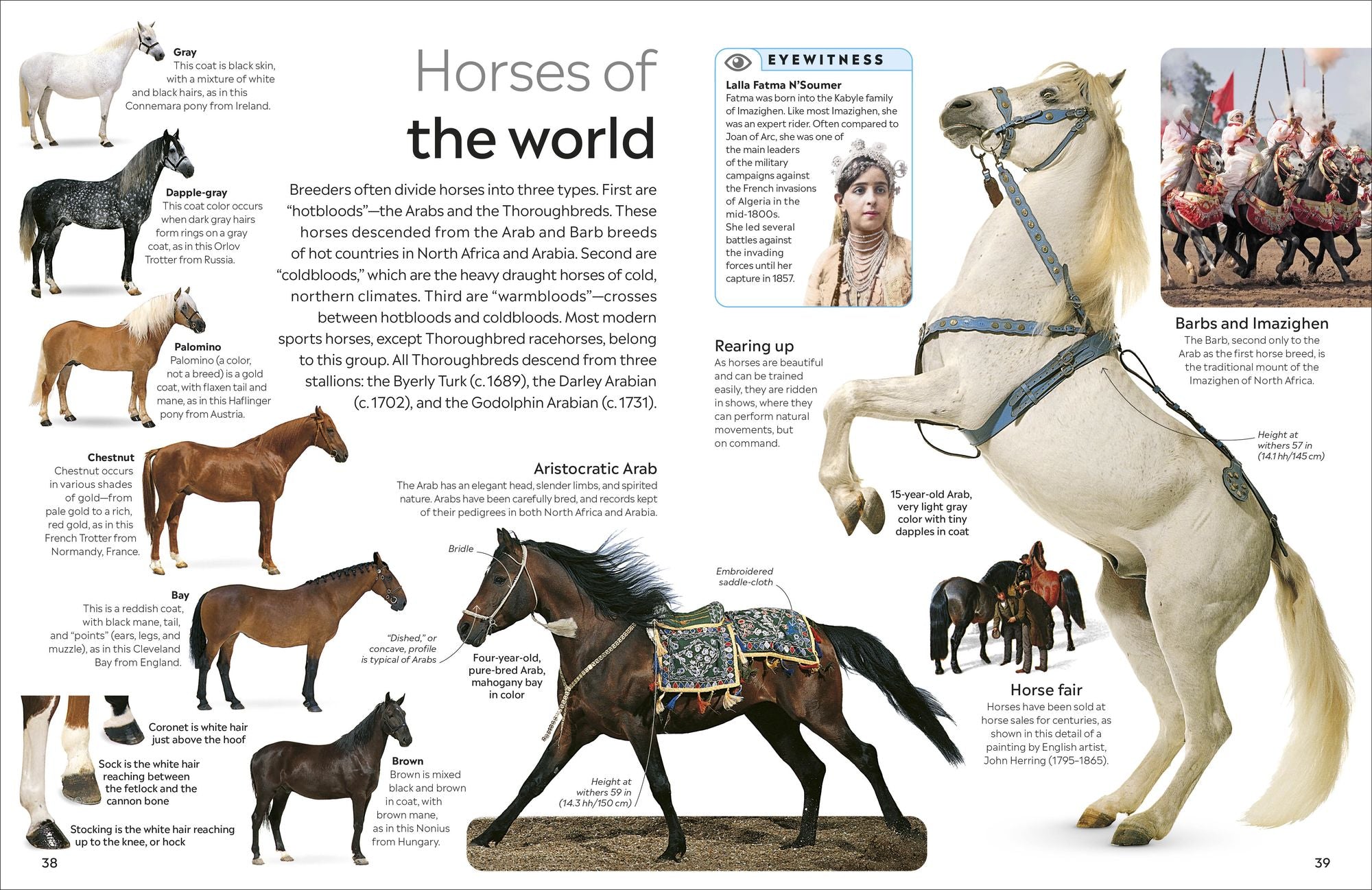 Eyewitness Horse