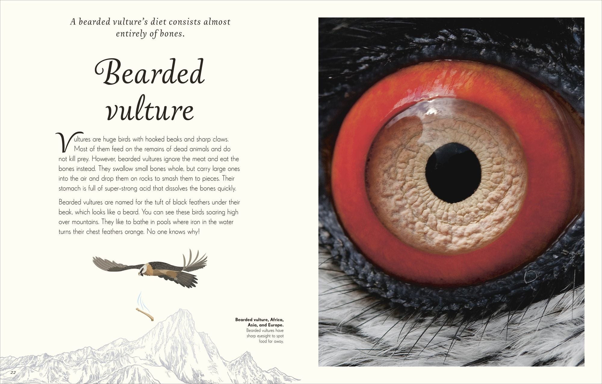 An Anthology of Exquisite Birds: Discover the Beauty of the Avian World