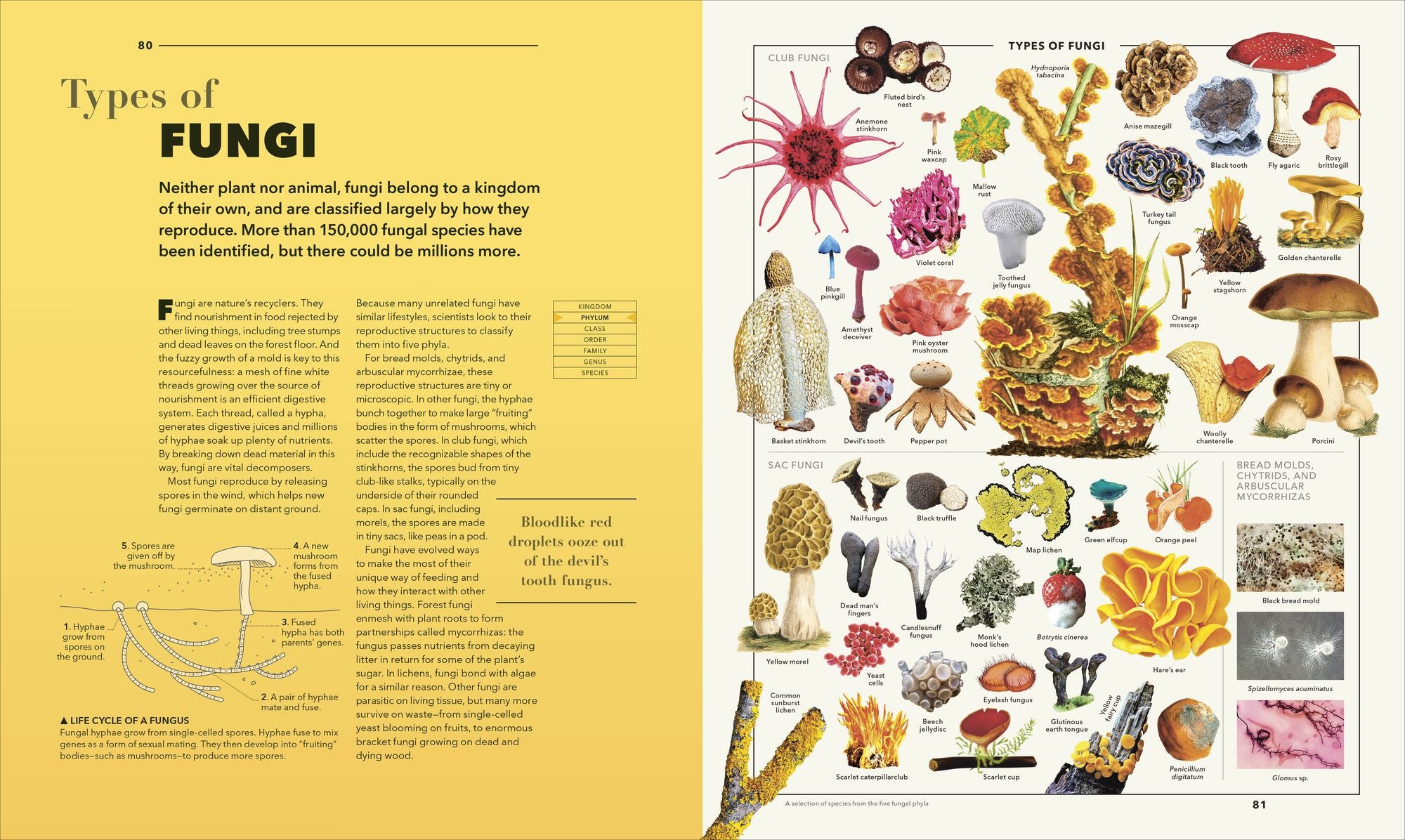 Knowledge A Visual Compendium: Making Sense of our World