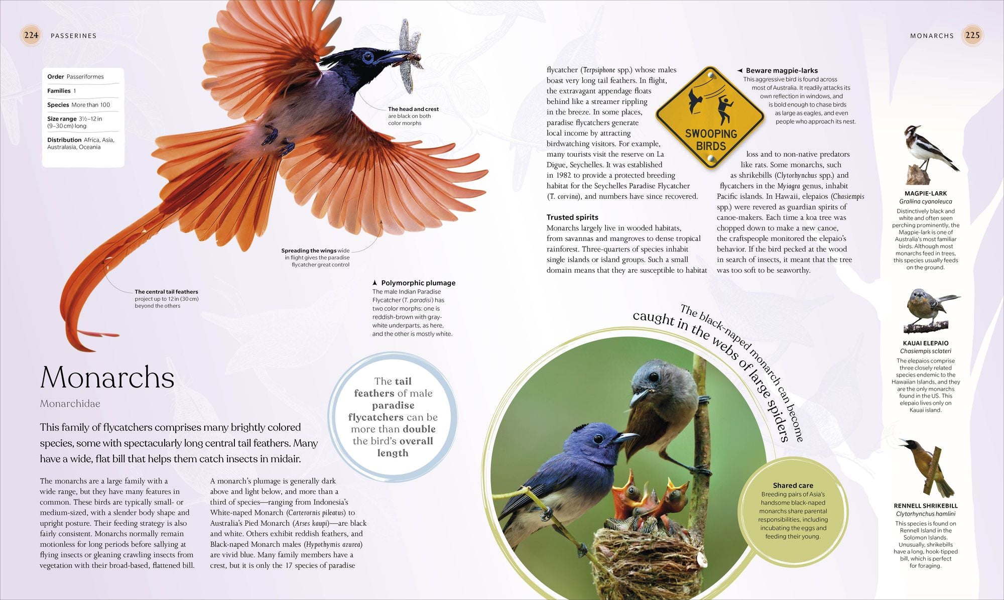 The Bird Book: The Stories, Science, and History of Birds