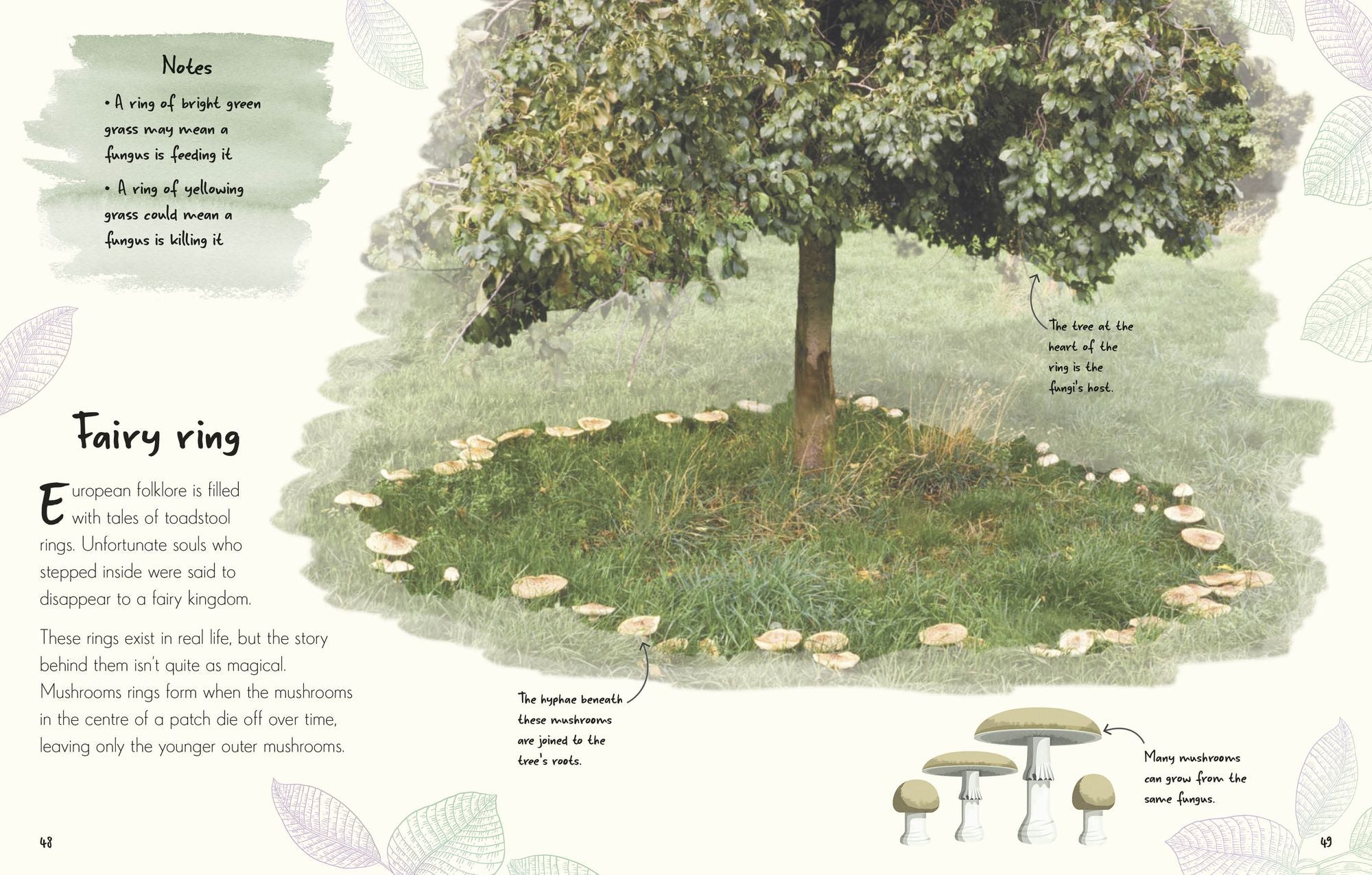 An Anthology of Fungi: A Collection of Mushrooms, Toadstools and Other Fungi
