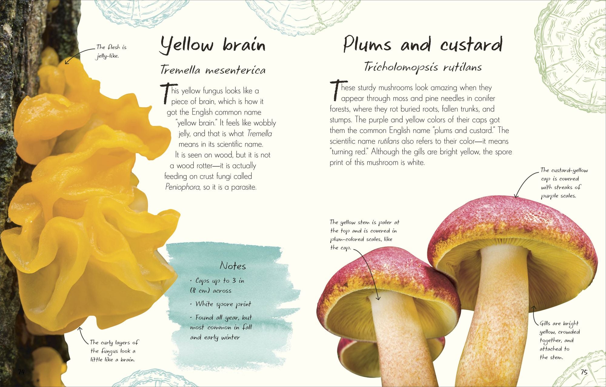 An Anthology of Fungi: A Collection of Mushrooms, Toadstools and Other Fungi