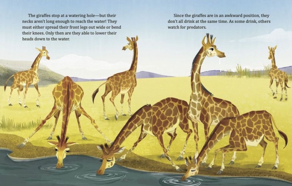 My Little Golden Book About Giraffes