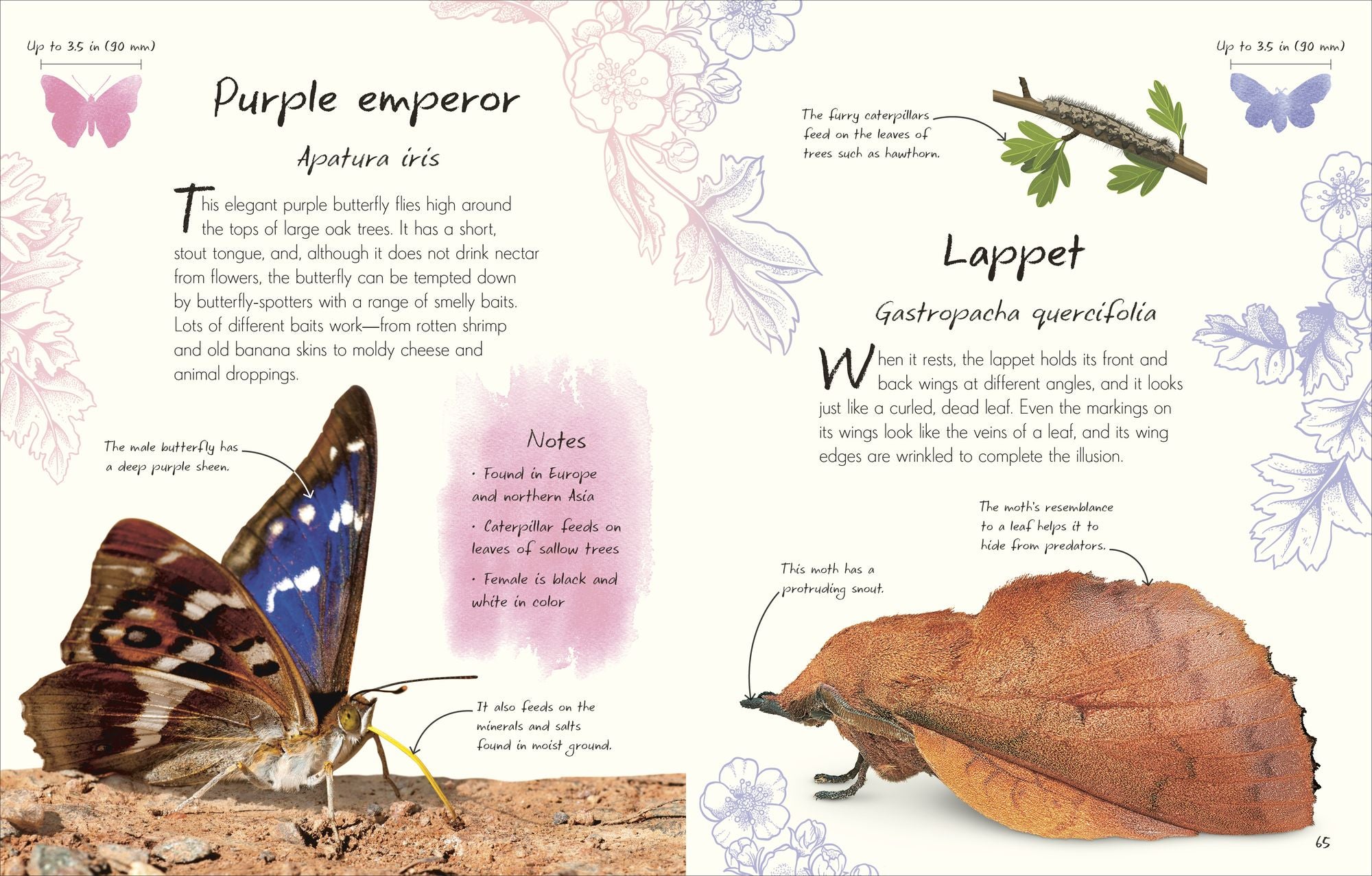 An Anthology of Butterflies and Moths: A Collection of Butterflies and Moths from Around the World
