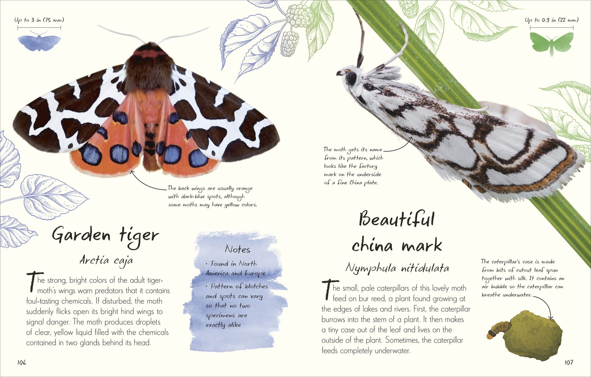 An Anthology of Butterflies and Moths: A Collection of Butterflies and Moths from Around the World