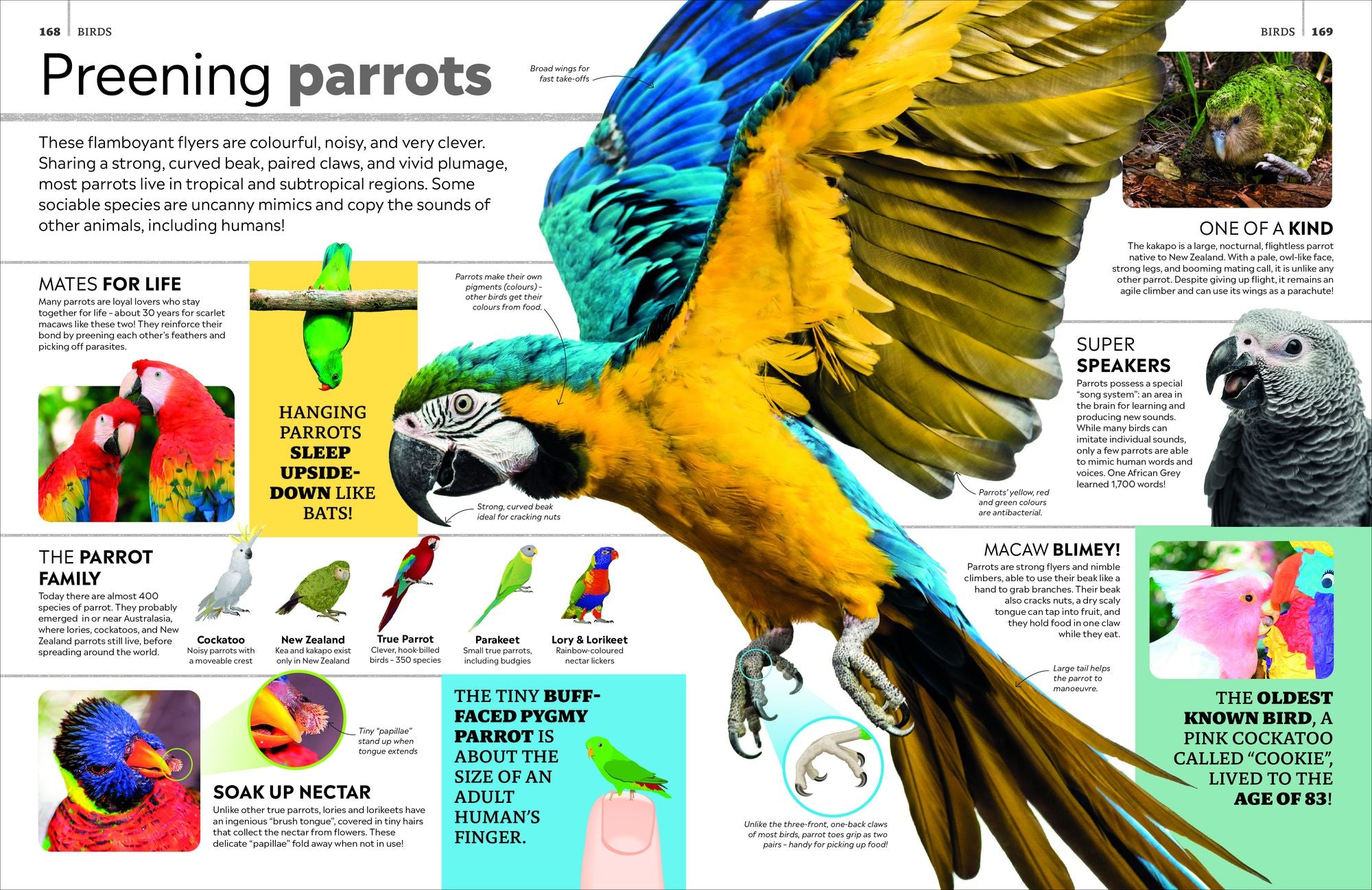 Eyewitness Encyclopedia of Animals