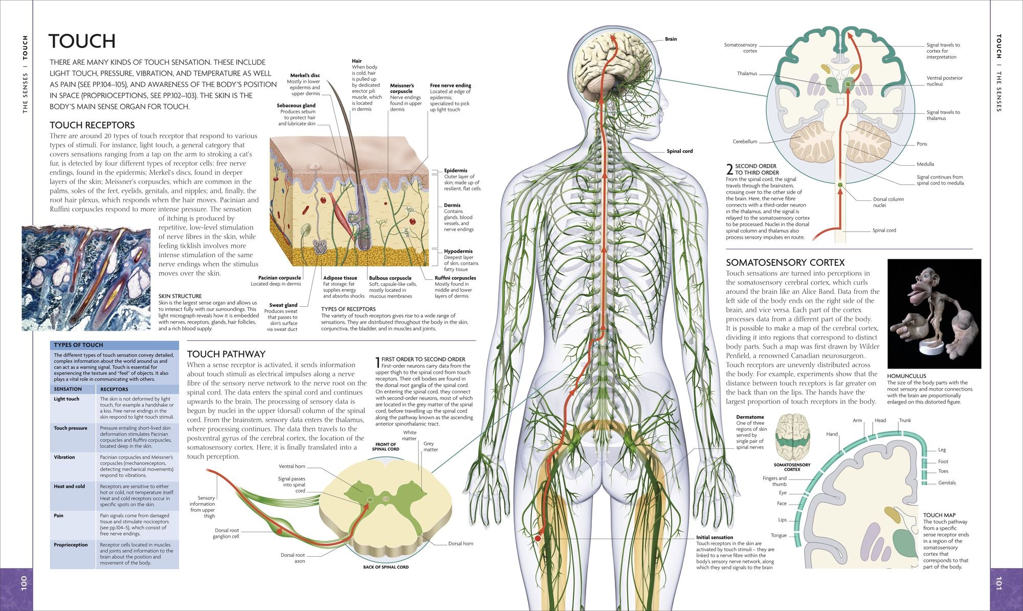 The Human Brain Book: A Visual Guide to the Structure and Function