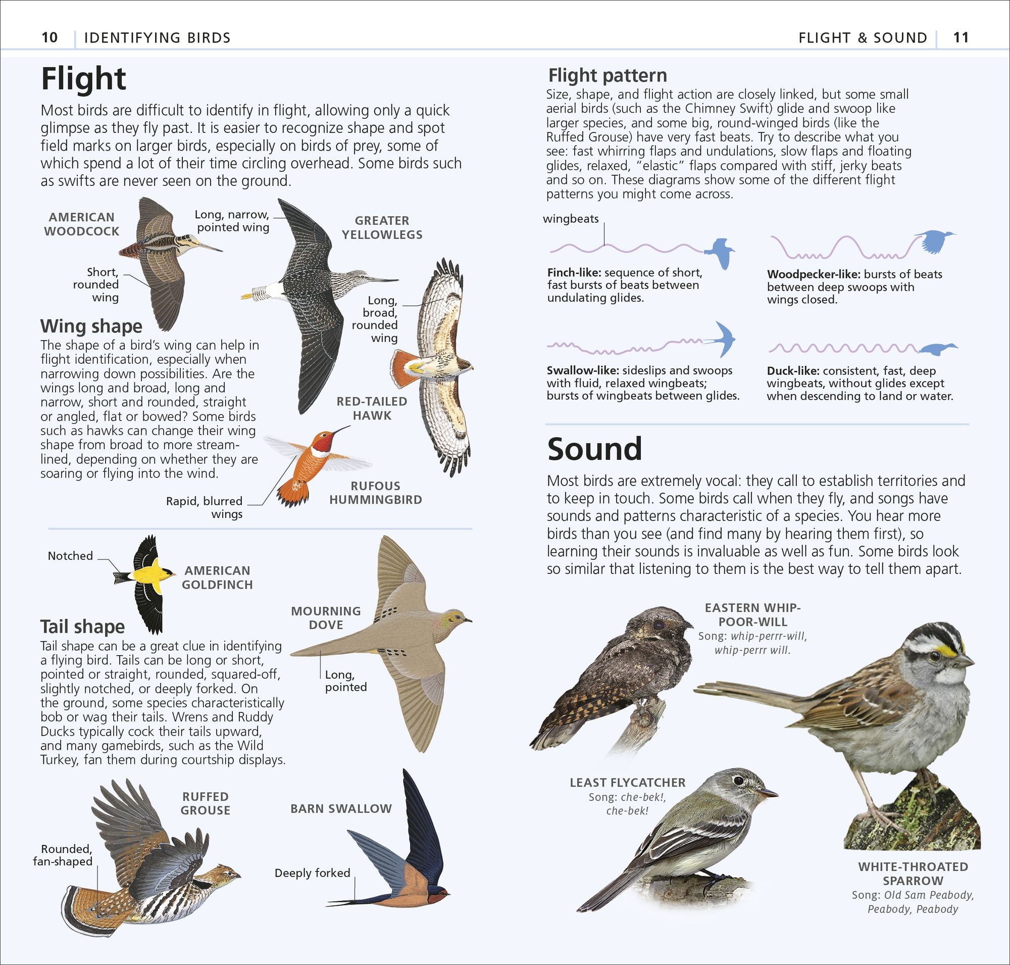 What's that Bird?