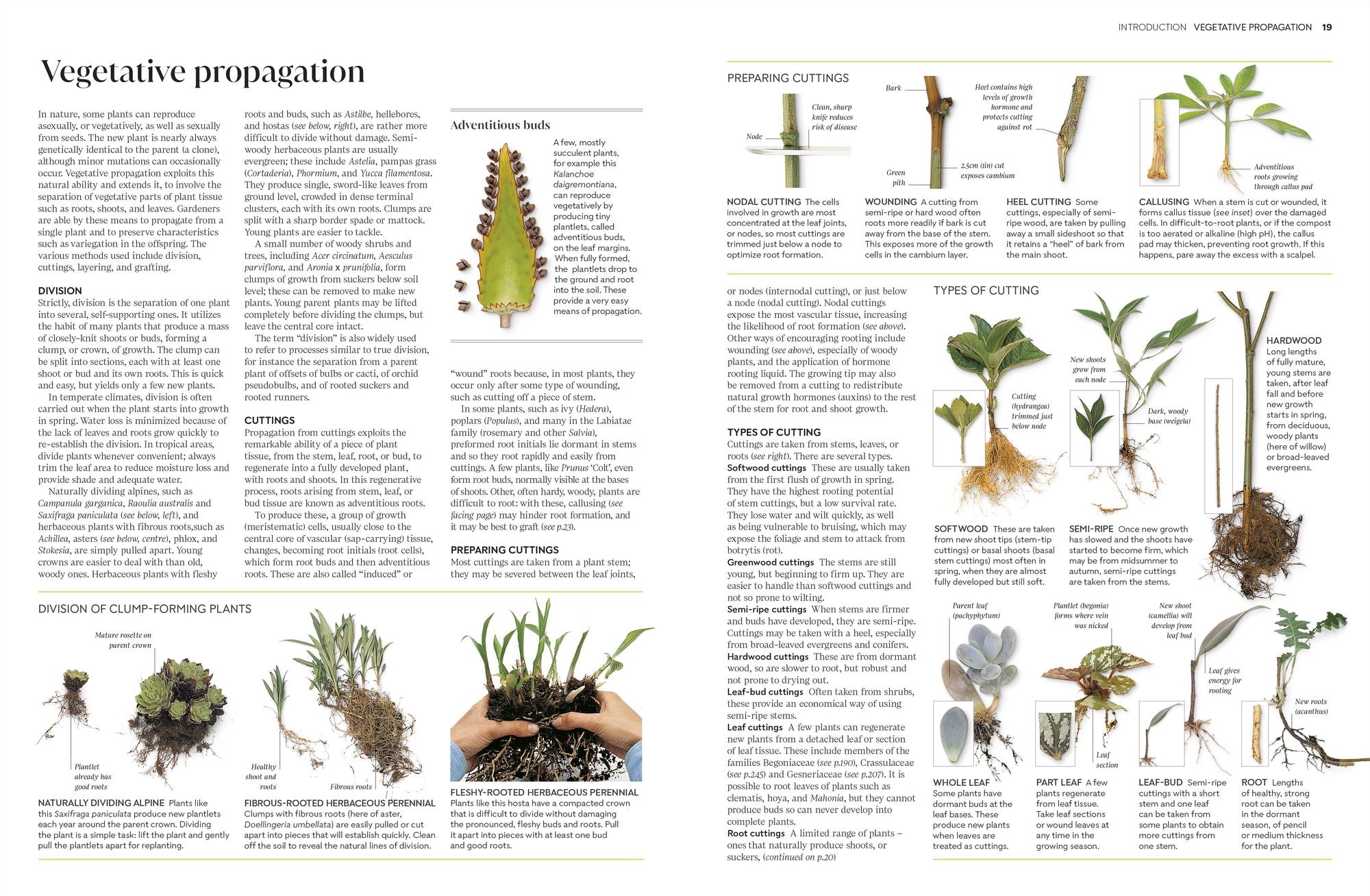 Propagating Plants: How to Grow Plants for Free