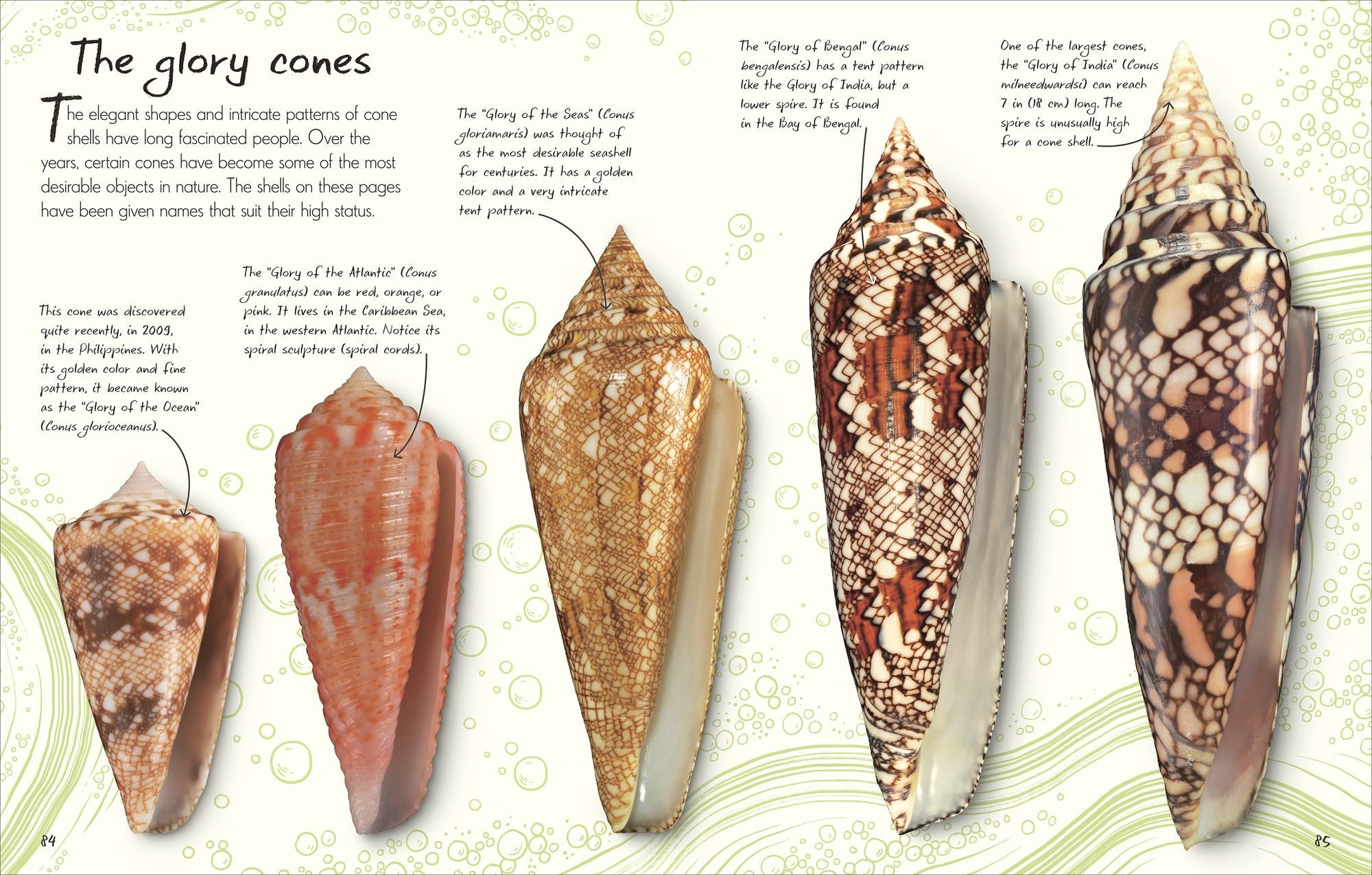 An Anthology of Shells: A Collection of Fascinating Shells from Around the World