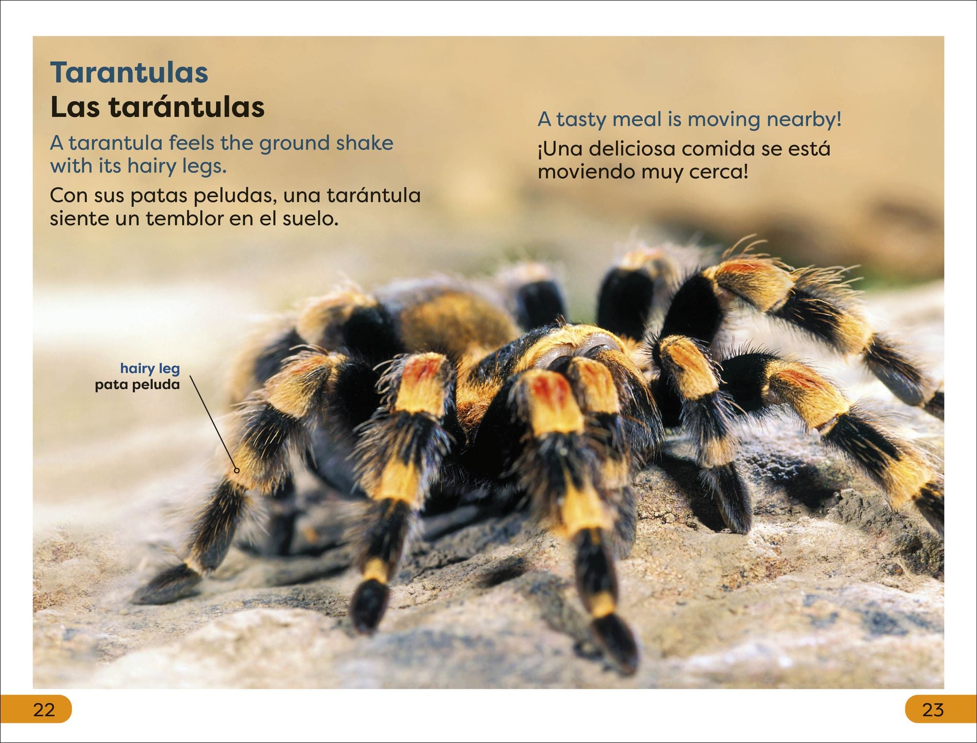 DK Super Readers Level 1 Spanish Bilingual Jungle Animals - Animales de la selva