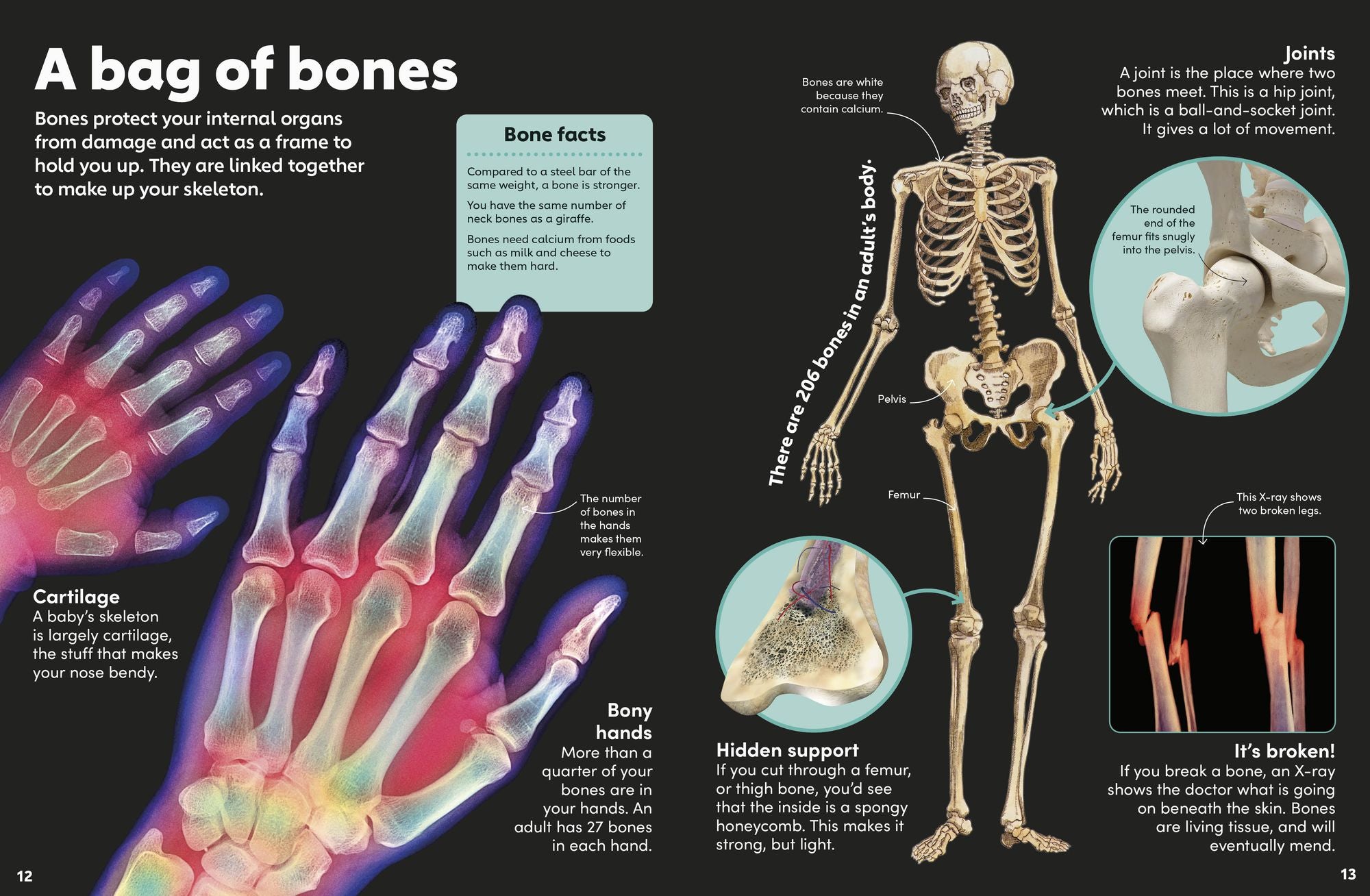 Eyewonder Human Body: Open Your Eyes to a World of Discovery