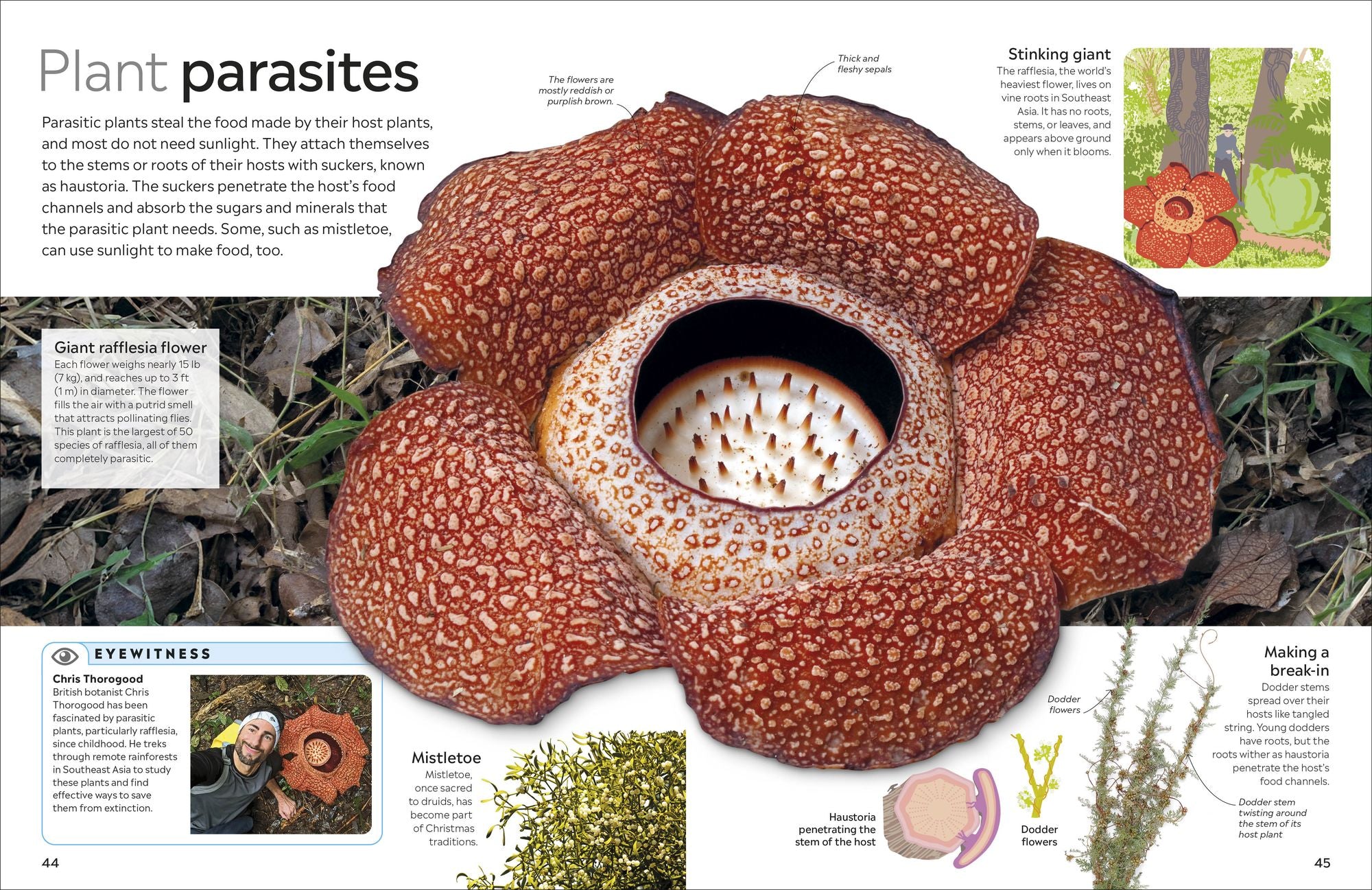 Eyewitness Plant