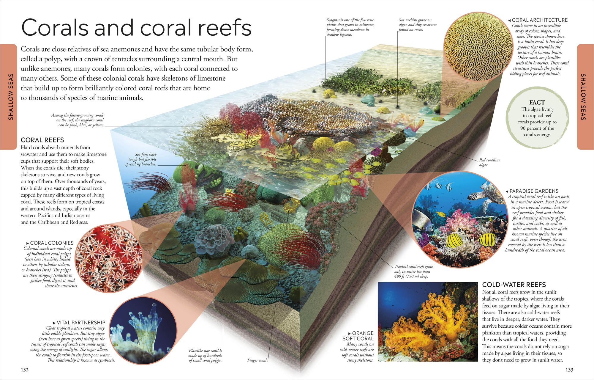 Ocean: A Visual Encyclopedia, 2nd Edition