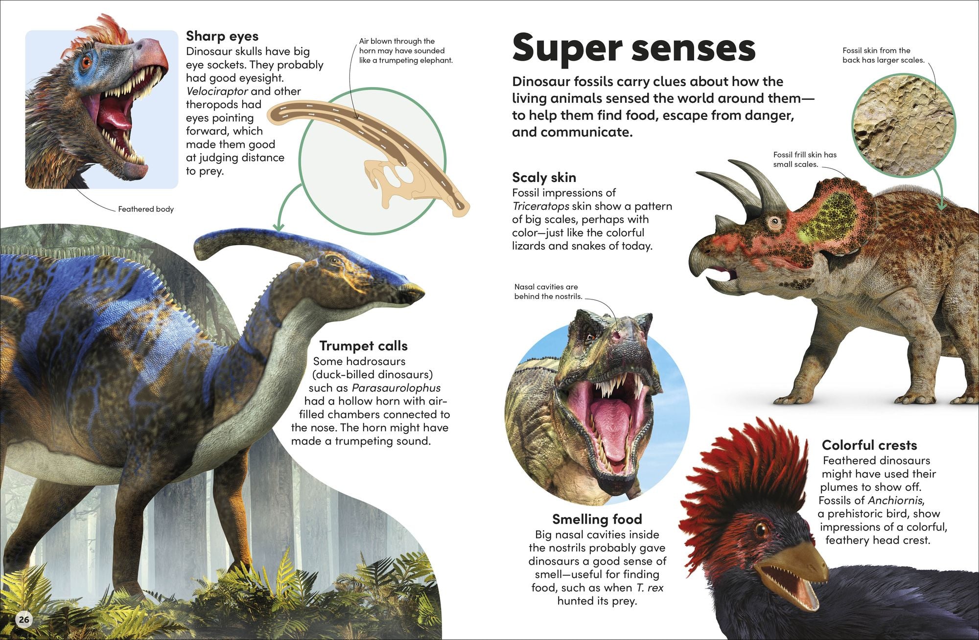 Eyewonder Dinosaurs: Open Your Eyes to a World of Discovery