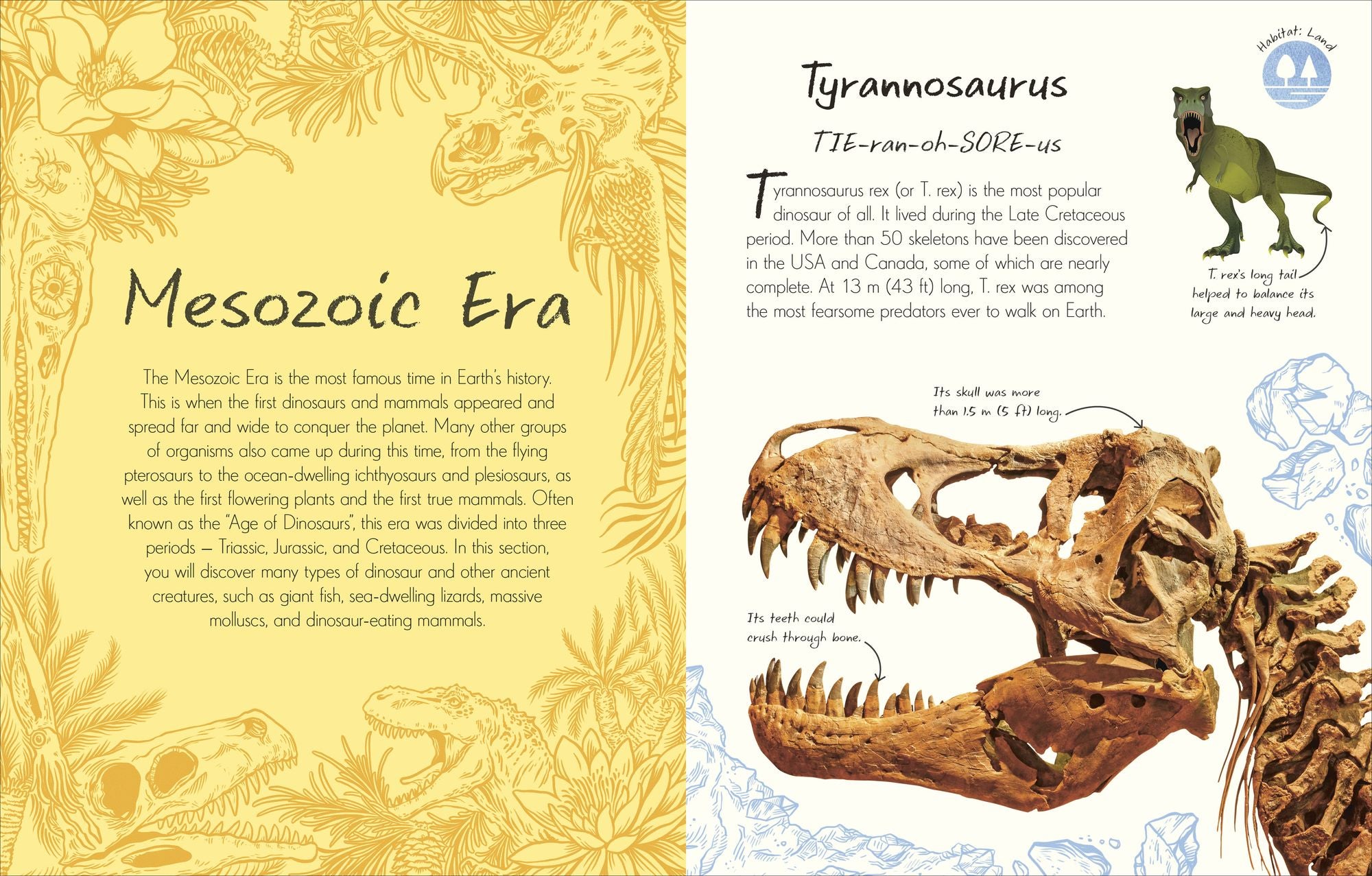 An Anthology of Fossils: A Collection of Plant and Animal Fossils From Around the World