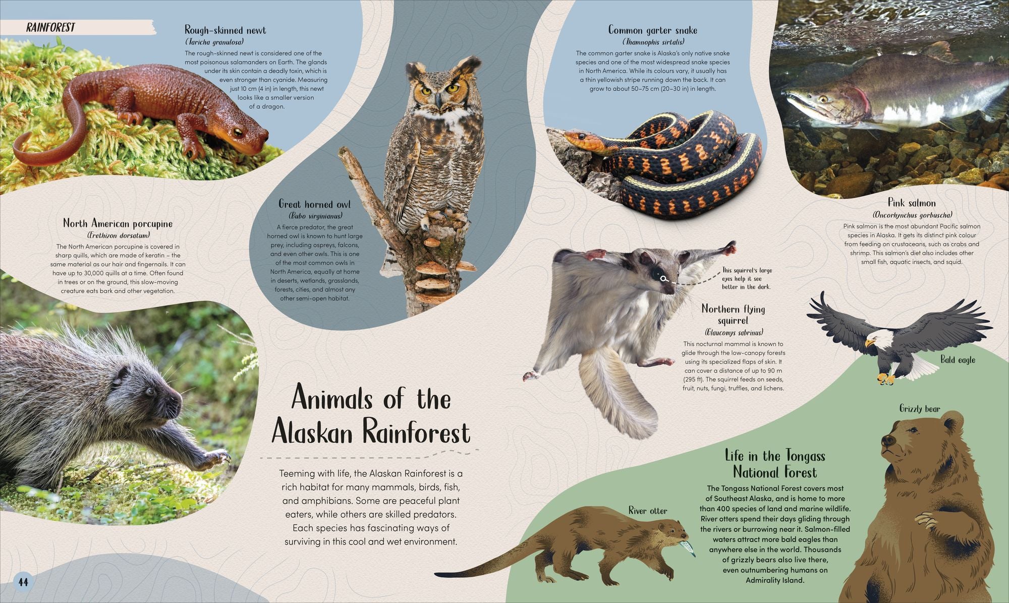 Forest: Walk Through the Fascinating World of the Wild