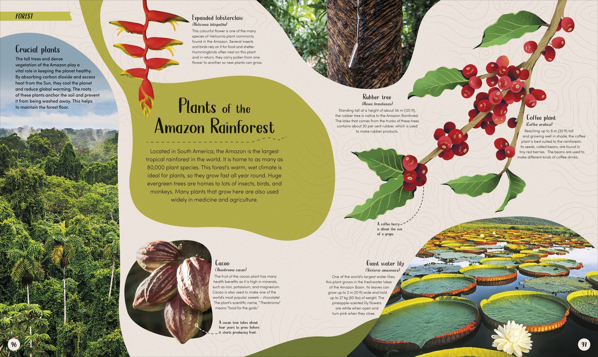 Forest: Walk Through the Fascinating World of the Wild