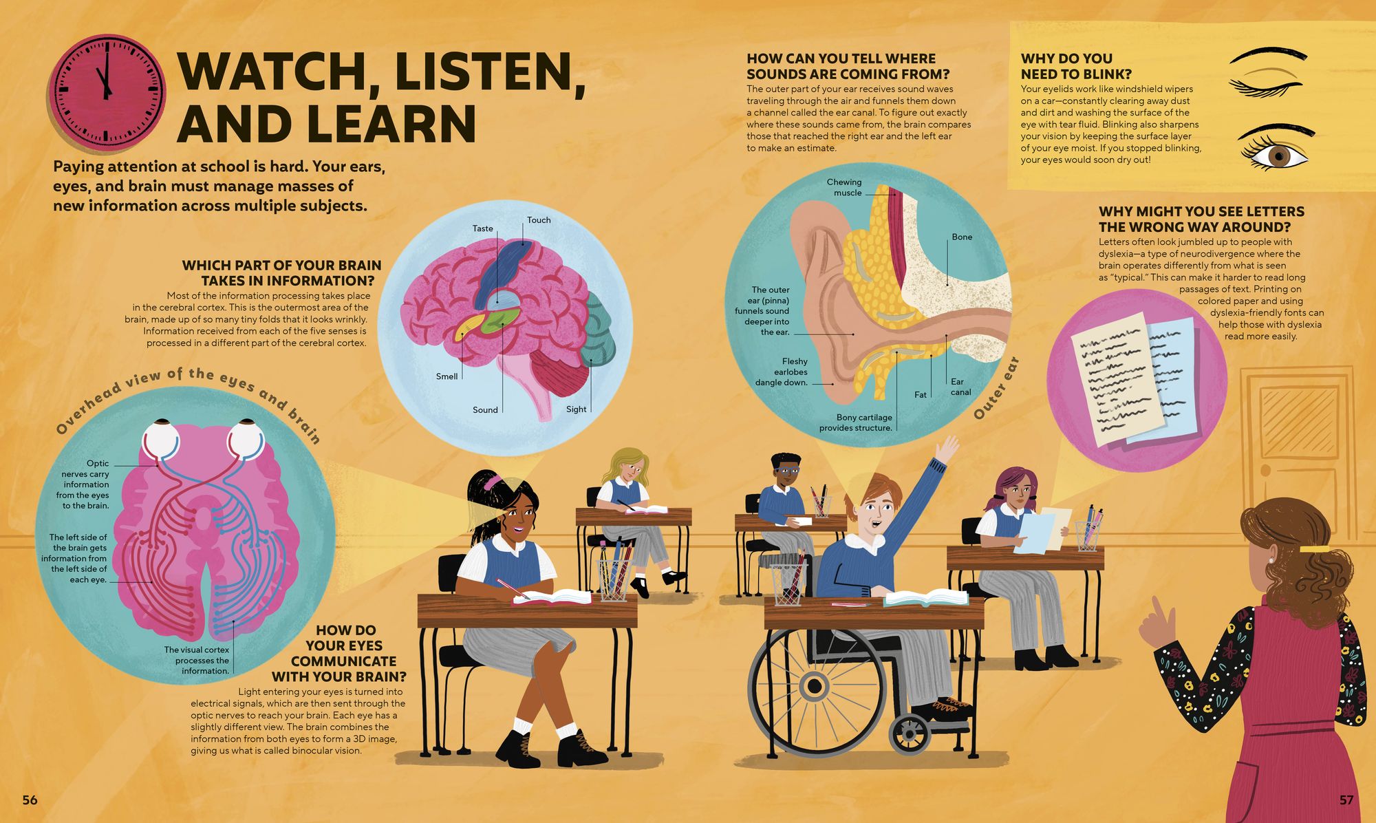 A Day in the Life of Your Body: Find Out What's Going on Under Your Skin
